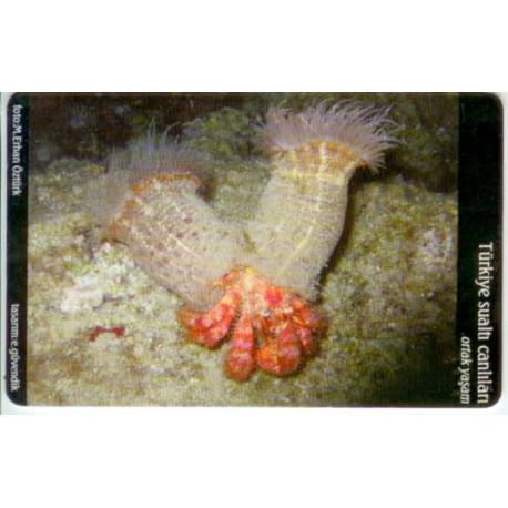 COMMON LIVE-UNDER WATER CREATURE EXP. CARD