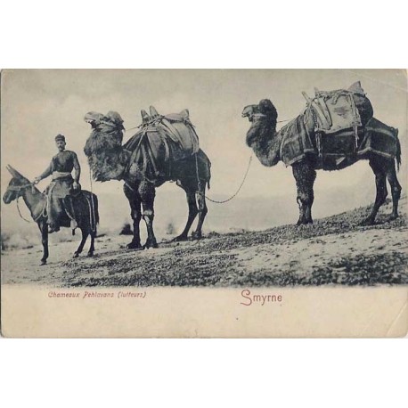 SMYRNE - CAMELS
