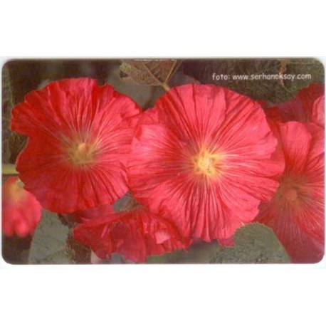 FLOWER-3 EXPERIMENTAL CARD