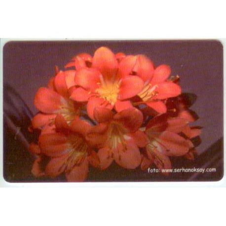 FLOWER-4 EXPERIMENTAL CARD